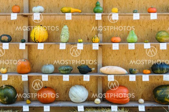 Little Pumpkin Guide