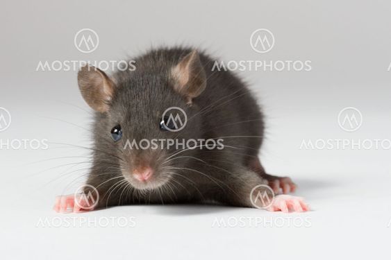 rat