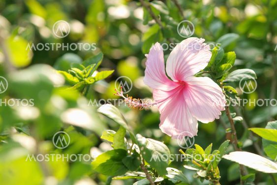 Livfulla Rosa hibicus blommar