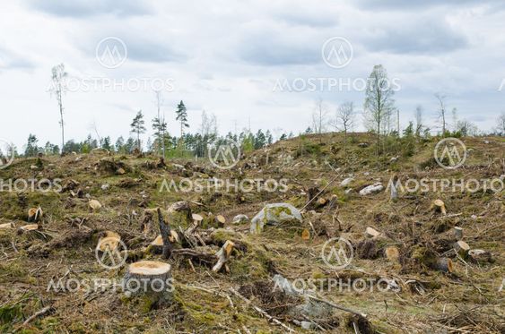 Clear cut forest area