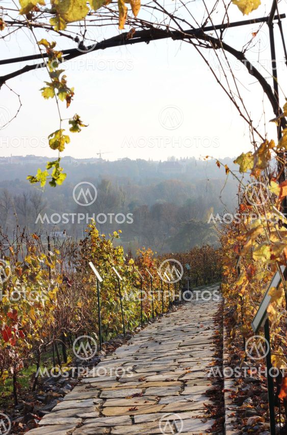 Vineyard in autumn