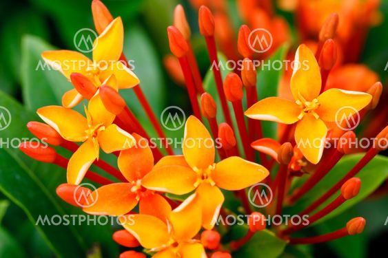 Close up bunch of red ixora flowers
