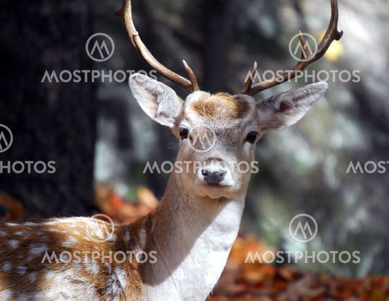 Fallow Deer (Dama dama)