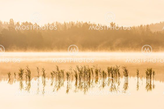Reeds in a misty and still lake