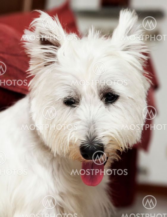 Westie