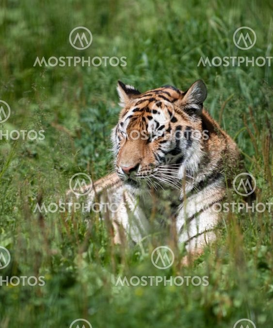 tiger