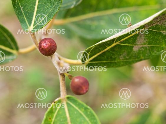 Ficus opposita Australian native plant flora sandpaper fig fruit