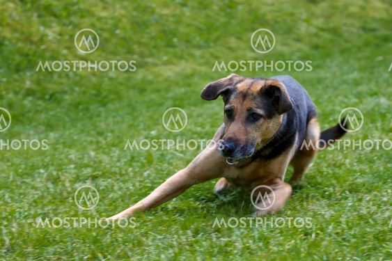Dog while playing