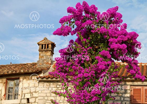 Blooming Bougainvillea.
