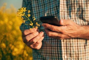 Farmer agronomist using smartphone in blooming canola field
