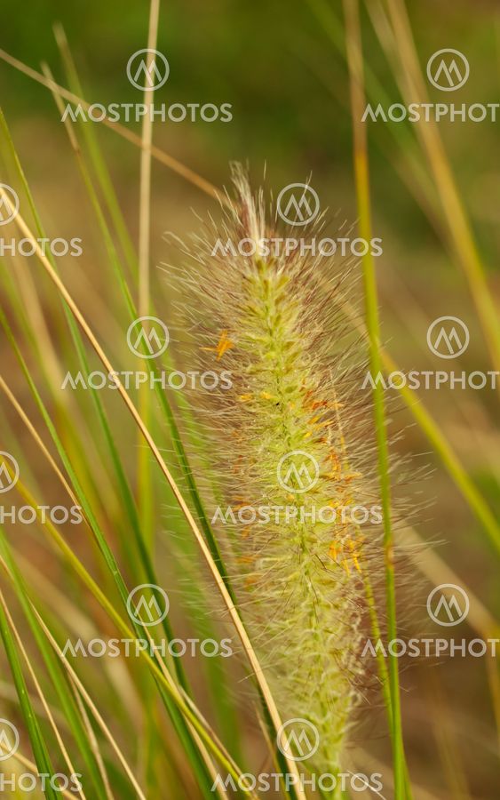 Pennisteum alopecuroides fountain grass australian native