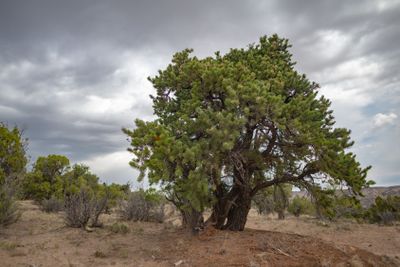 Juniper tree, Utah