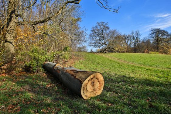 Tree trunk in autumn landscape