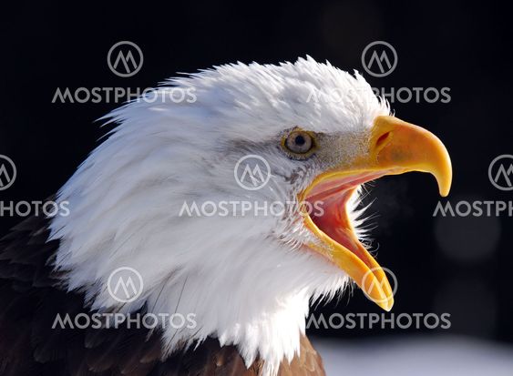 American Bald Eagle