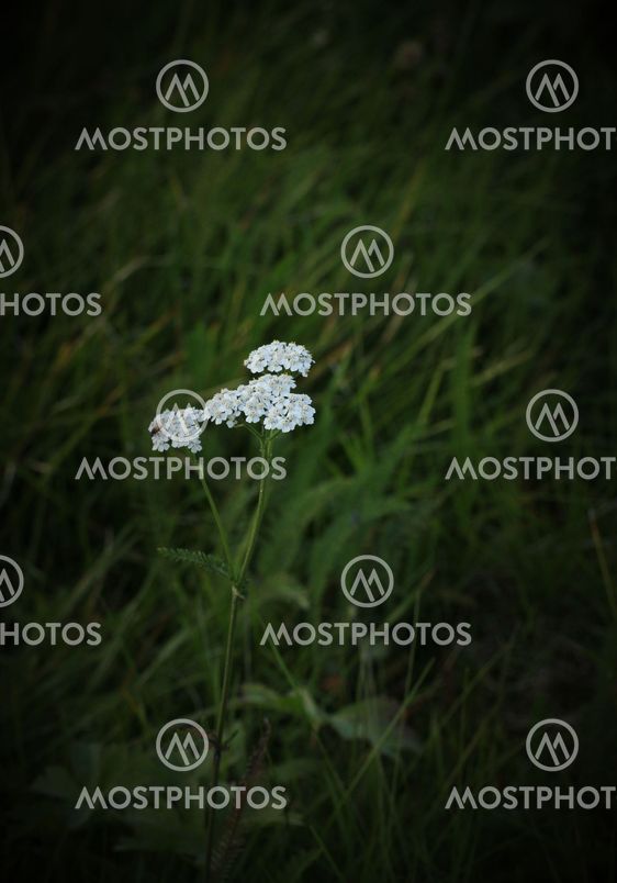 Yarrow Blossoms