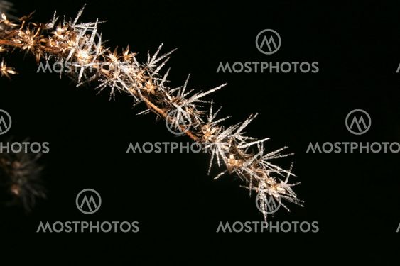 Icy branch