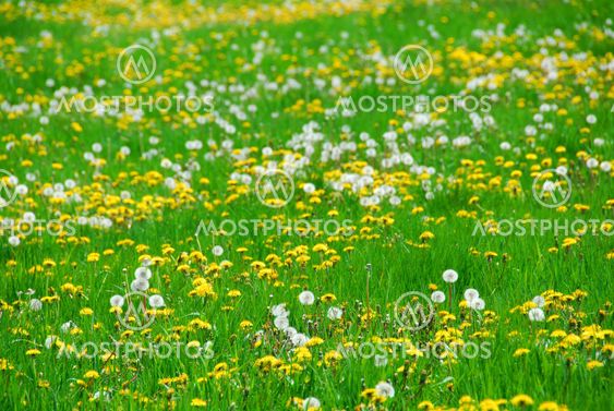 Dandelion field