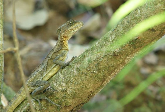 Lizard
