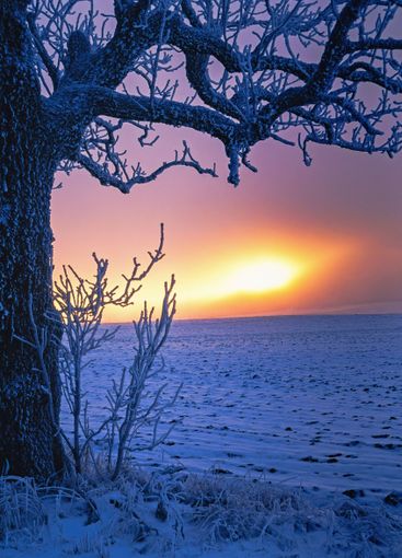 Frosty tree trunk in a beautiful sunset light in the winter