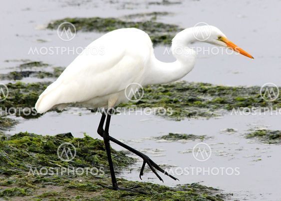 Great white egret