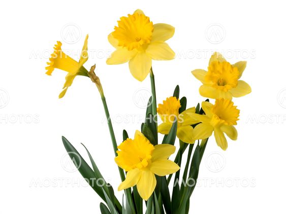 Daffodil plant
