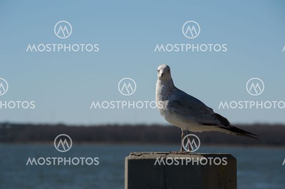 Posing S