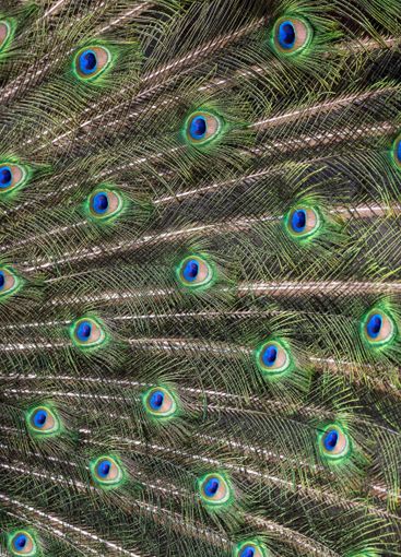 Closeup Image of a peacock dancing with its open feathers