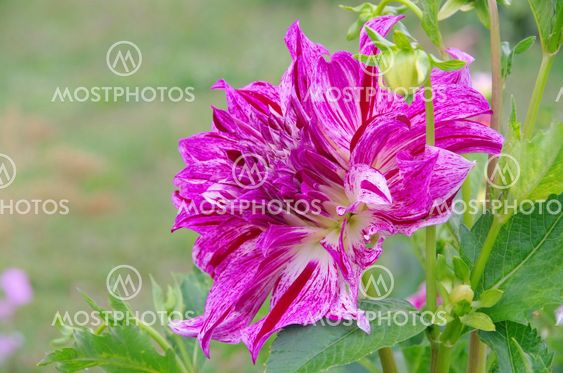 Dahlie - Dahlia 152