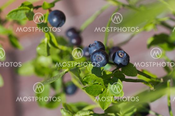 Blueberry sprig