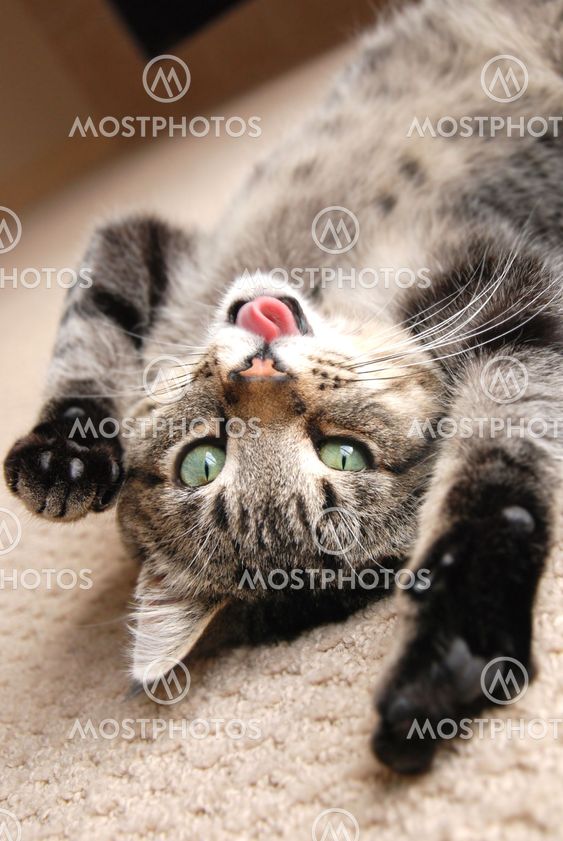 Playing kitten with tongue out