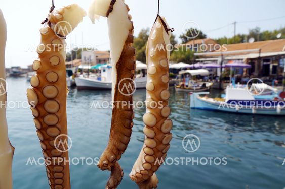 octopus in greek harbour