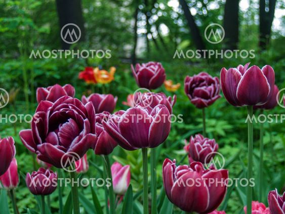 Tulips in a city park