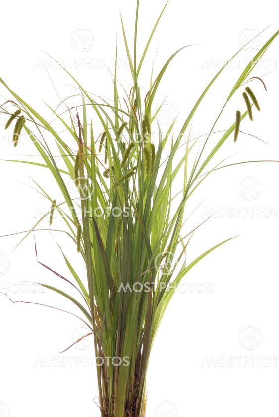 grass
