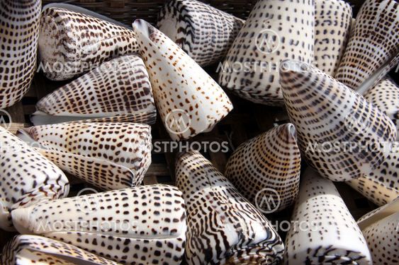 Triangular sea shells