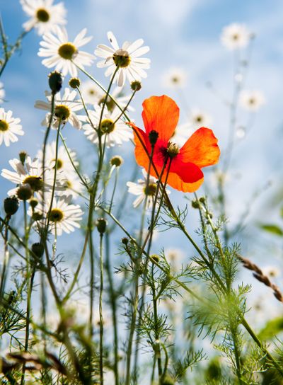 Wild flowers in nature