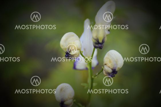 Aconite Blossoms