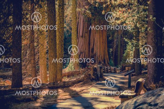 California Sequoia National Park Scenic Pathway Trail