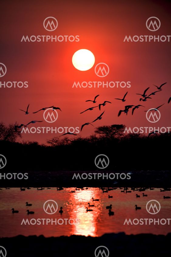sunset at etosha national park namibia africa