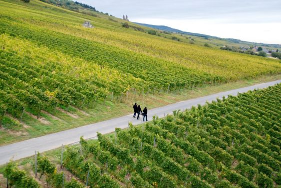 walk through vinyards