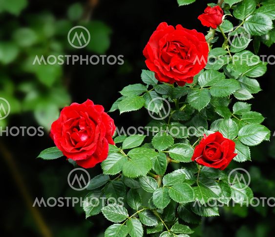 Red roses