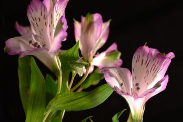 Lily, environment and blossom with closeup of flower for...