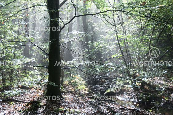 Mystic Forest