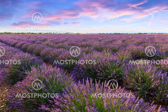Lavender field summer sunset landscape