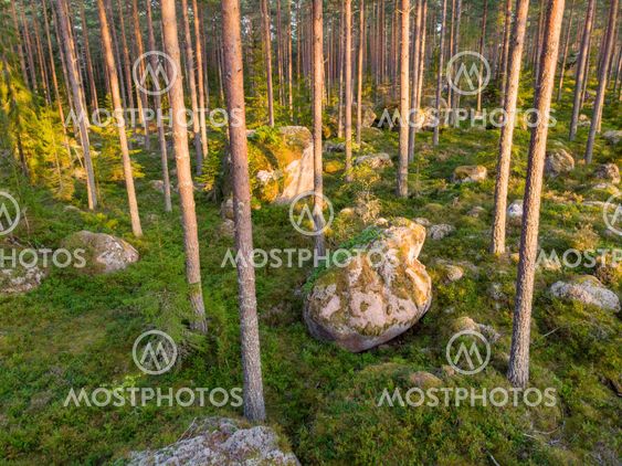 Evergreen forest