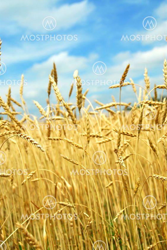 Grain field