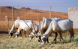 Herd of large antelopes with spectacular horns, Gemsbok,...