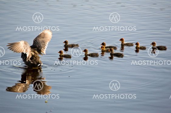 Waterhen babyer