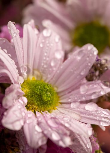 bouquet of purple fragrant wet daisies