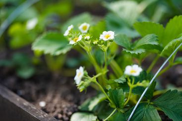 Cultivating strawberries in summer season. Growing own...