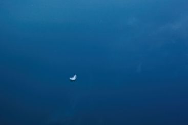 swan feather on the water with blue sky reflection